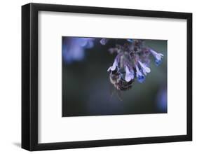 Bumblebees and bees at the work,-Nadja Jacke-Framed Photographic Print