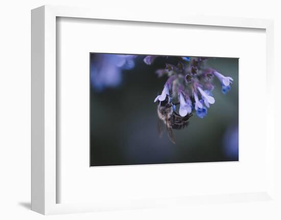 Bumblebees and bees at the work,-Nadja Jacke-Framed Photographic Print