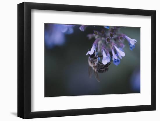 Bumblebees and bees at the work,-Nadja Jacke-Framed Photographic Print