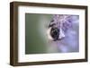 Bumblebees and bees at the work,-Nadja Jacke-Framed Photographic Print