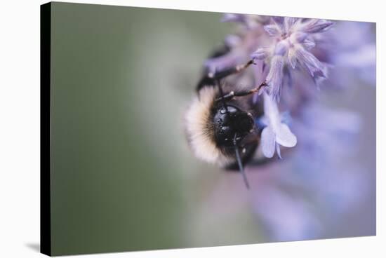 Bumblebees and bees at the work,-Nadja Jacke-Stretched Canvas