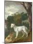 "Bumper", a Bull Terrier, 1745-Thomas Gainsborough-Mounted Giclee Print