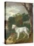 "Bumper", a Bull Terrier, 1745-Thomas Gainsborough-Stretched Canvas