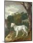"Bumper", a Bull Terrier, 1745-Thomas Gainsborough-Mounted Giclee Print