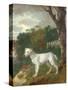 "Bumper", a Bull Terrier, 1745-Thomas Gainsborough-Stretched Canvas