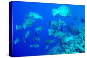 Bumphead Parrotfish (Bolbometopon Muricatum) Schooling. Quensland, Australia, Pacific-Louise Murray-Stretched Canvas