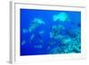 Bumphead Parrotfish (Bolbometopon Muricatum) Schooling. Quensland, Australia, Pacific-Louise Murray-Framed Photographic Print