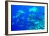 Bumphead Parrotfish (Bolbometopon Muricatum) Schooling. Quensland, Australia, Pacific-Louise Murray-Framed Photographic Print