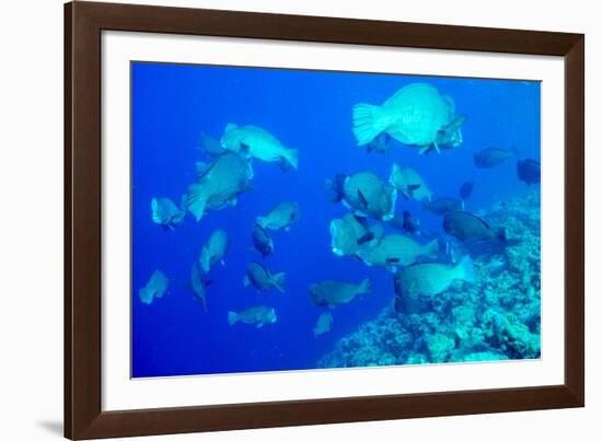 Bumphead Parrotfish (Bolbometopon Muricatum) Schooling. Quensland, Australia, Pacific-Louise Murray-Framed Photographic Print