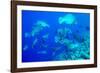 Bumphead Parrotfish (Bolbometopon Muricatum) Schooling. Quensland, Australia, Pacific-Louise Murray-Framed Photographic Print