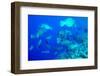 Bumphead Parrotfish (Bolbometopon Muricatum) Schooling. Quensland, Australia, Pacific-Louise Murray-Framed Photographic Print