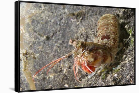 Bumptail Mantis Shrimp-Hal Beral-Framed Stretched Canvas