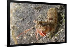 Bumptail Mantis Shrimp-Hal Beral-Framed Photographic Print