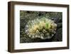 Bumpy Dendrodoris-Hal Beral-Framed Photographic Print