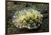 Bumpy Dendrodoris-Hal Beral-Framed Photographic Print