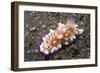 Bumpy Mexichromis-Hal Beral-Framed Photographic Print