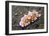 Bumpy Mexichromis-Hal Beral-Framed Photographic Print