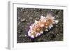 Bumpy Mexichromis-Hal Beral-Framed Photographic Print