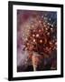 Bunch 560108-Pol Ledent-Framed Art Print