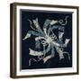 Bunch of Abalone Strips-null-Framed Giclee Print