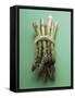 Bunch of Asparagus-null-Framed Stretched Canvas