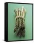 Bunch of Asparagus-null-Framed Stretched Canvas