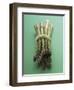 Bunch of Asparagus-null-Framed Photographic Print