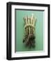 Bunch of Asparagus-null-Framed Photographic Print