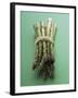 Bunch of Asparagus-null-Framed Photographic Print