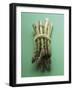 Bunch of Asparagus-null-Framed Photographic Print