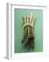 Bunch of Asparagus-null-Framed Photographic Print