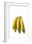 Bunch of Bananas-null-Framed Photographic Print