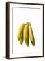 Bunch of Bananas-null-Framed Photographic Print