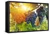 Bunch of Black Grapes on the Vine-egal-Framed Stretched Canvas