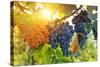 Bunch of Black Grapes on the Vine-egal-Stretched Canvas