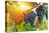 Bunch of Black Grapes on the Vine-egal-Stretched Canvas