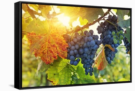 Bunch of Black Grapes on the Vine-egal-Framed Stretched Canvas