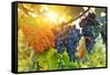 Bunch of Black Grapes on the Vine-egal-Framed Stretched Canvas