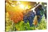 Bunch of Black Grapes on the Vine-egal-Stretched Canvas