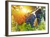 Bunch of Black Grapes on the Vine-egal-Framed Photographic Print