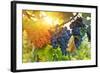 Bunch of Black Grapes on the Vine-egal-Framed Photographic Print