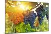 Bunch of Black Grapes on the Vine-egal-Mounted Photographic Print