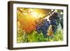 Bunch of Black Grapes on the Vine-egal-Framed Photographic Print