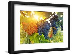 Bunch of Black Grapes on the Vine-egal-Framed Photographic Print