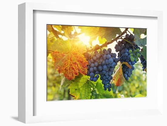 Bunch of Black Grapes on the Vine-egal-Framed Photographic Print