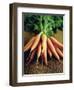 Bunch of Carrots-Peter Howard Smith-Framed Photographic Print