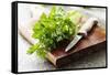 Bunch of Fresh Parsley on a Wooden Board-looby-Framed Stretched Canvas