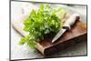 Bunch of Fresh Parsley on a Wooden Board-looby-Mounted Photographic Print