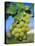 Bunch of Grapes, Champagne, France-Sylvain Grandadam-Stretched Canvas