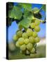 Bunch of Grapes, Champagne, France-Sylvain Grandadam-Stretched Canvas